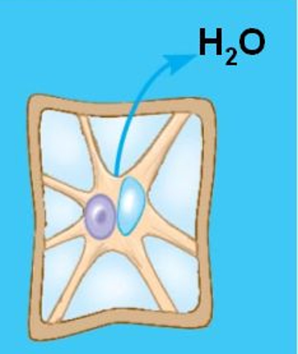 <p>The irreversible process whereby plant cells lose too much water, causing the cell membrane to shrink away from the cell wall.</p>