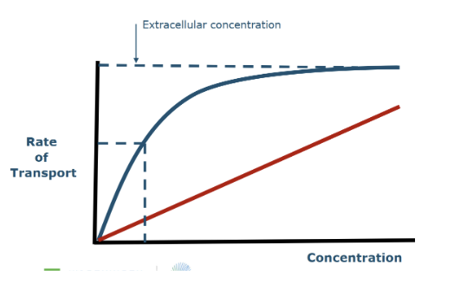 <p>red line is passive </p><p>blue line theres plateau, enzymes become saturated </p>