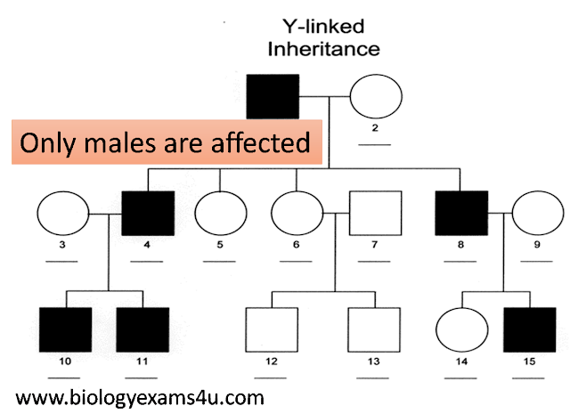 <p>Exam evidence:</p><ul><li><p>If all affected fathers have affected sons → most likely Y-linked</p></li></ul><p></p><ul><li><p>Sons inherit Y chromosome from father</p></li></ul><ul><li><p>Females never affected/carriers, since they lack a Y</p></li><li><p>Trait appears in every generation with males</p></li></ul><p></p>