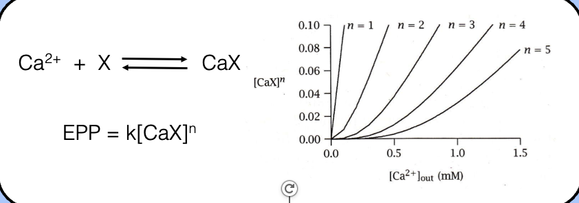 <ul><li><p><span style="font-family: "Helvetica Light";">calcium was hypothesized to influence the EPP by binding to an intracellular binding partner (X) to form the complex CaX—the mysterious CaX complex was thought to be related to the EPP through a proportionality constant (k).</span></p></li></ul><ul><li><p><span style="font-family: "Helvetica Light";">if neurotransmitter release is proportional to [CaX], than the EPP should scale linearly—if release depends on multiple CaXs, then the EPP should scale according to [CaX]<sup>n</sup>.</span></p></li></ul><p></p>