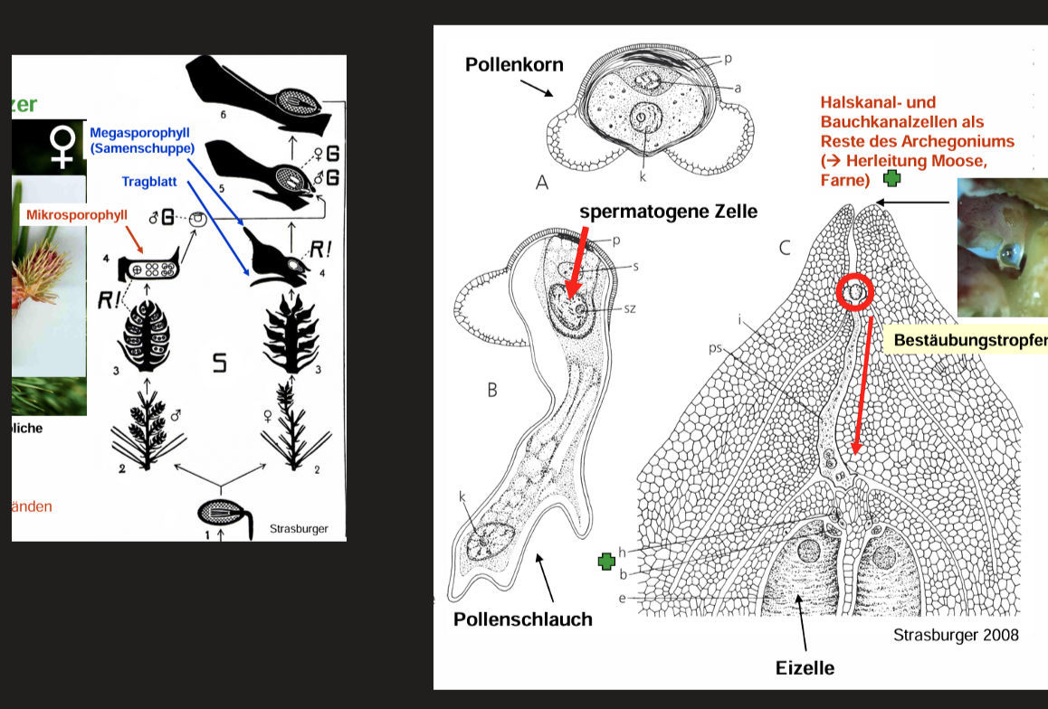 <ul><li><p>Monopodiales Wachstum, reich verzweigte Bäume (selten Sträucher)</p></li><li><p>Blätter nadel- oder schuppenförmig, ein- oder parallelnervig</p></li><li><p>Keine Spermatozoide, unbegeißelte Spermazellen</p></li><li><p>Die aus der spermatogenen Zelle gebildeten 2 Spermazellen gelangen mit Hilfe eines Pollenschlauches zu Archegonien -> Pollenschlauchbefruchtung (Siphonogamie)</p></li></ul><p>Systematik</p><ul><li><p>Pinaceae</p></li><li><p>Araucariaceae</p></li><li><p>Cupressaceae</p></li><li><p>Taxaceae</p></li><li><p>Gnetales</p></li></ul><p></p>