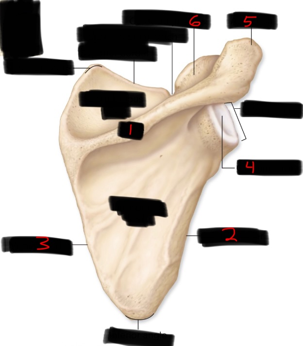 <p>5</p>