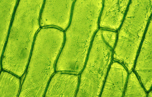 <p>Plant cell under microscope has a clear border?</p>
