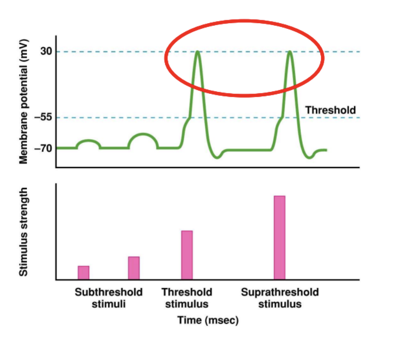 <ul><li><p><span style="background-color: transparent;">Threshold and supra threshold stimulus will result in the same action potential magnitude</span></p><ul><li><p><span style="background-color: transparent;"><u>Subthreshold does not result in an action potential</u></span></p></li></ul></li></ul><p></p>