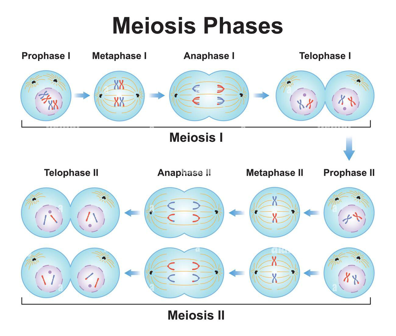 <p><span>The nucleus divides to form 2 haploid nuclei (still sister chromatids)</span></p><ul><li><p><span>Crossing over and independent assortment of homologous chromosomes occurs to increase genetic variation of gametes</span></p></li></ul><p></p>