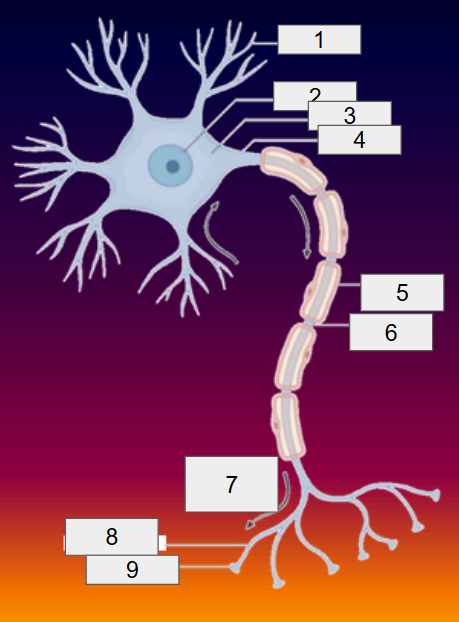 <p>label the excitable neuron</p>