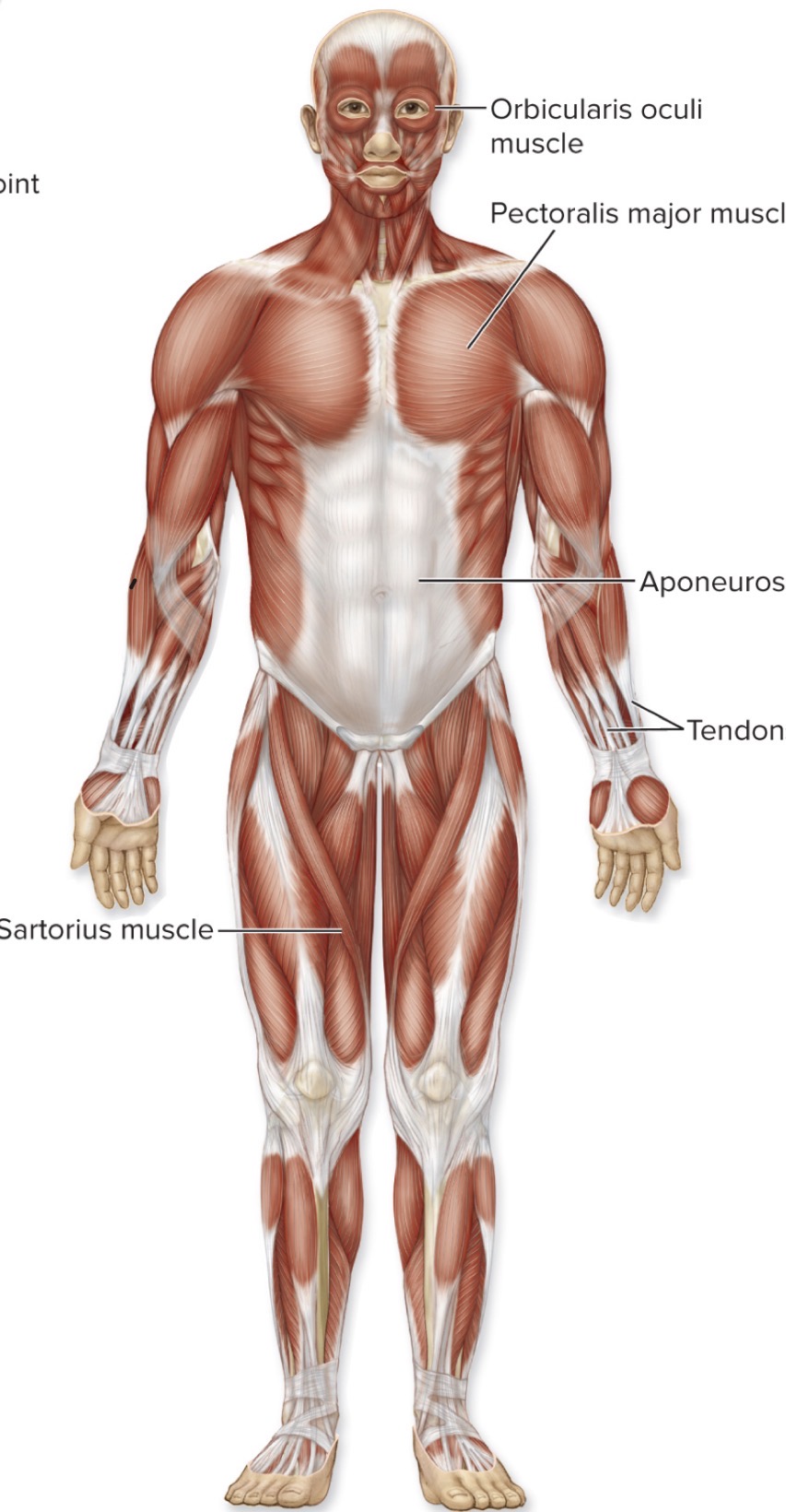 <p>what is the Muscular System</p>