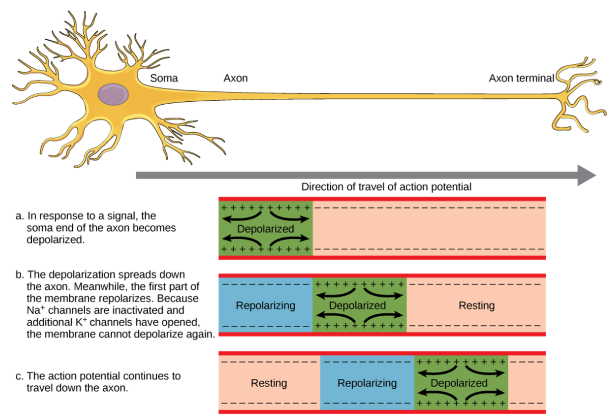 <p>Once an action potential has been created, it continues along the length of an axon:</p><ul><li><p>nothing physically moves → it is simply that the reversal of electrical charge at depolarisation is reproduced at successive points along the axon membrane</p></li><li><p>as one region depolarises &amp; produces an action potential, it acts as a stimulus for the depolarisation of the next region of the axon </p></li><li><p>the previous region of the membrane returns to its resting potential (i.e. is repolarised) </p></li></ul><p></p>