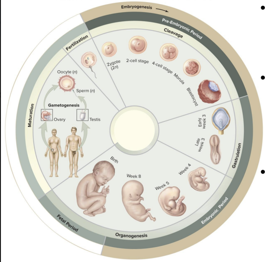<p>Fetal period</p>
