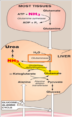 <p>Once glutamine reaches the liver, it must be processed to release its nitrogen for entry into the urea cycle. This is accomplished by the enzyme glutaminase, which catalyzes the hydrolytic deamination of glutamine to produce glutamate and free ammonia.</p><p></p><p>What can the glutamate produced in this reaction do </p>