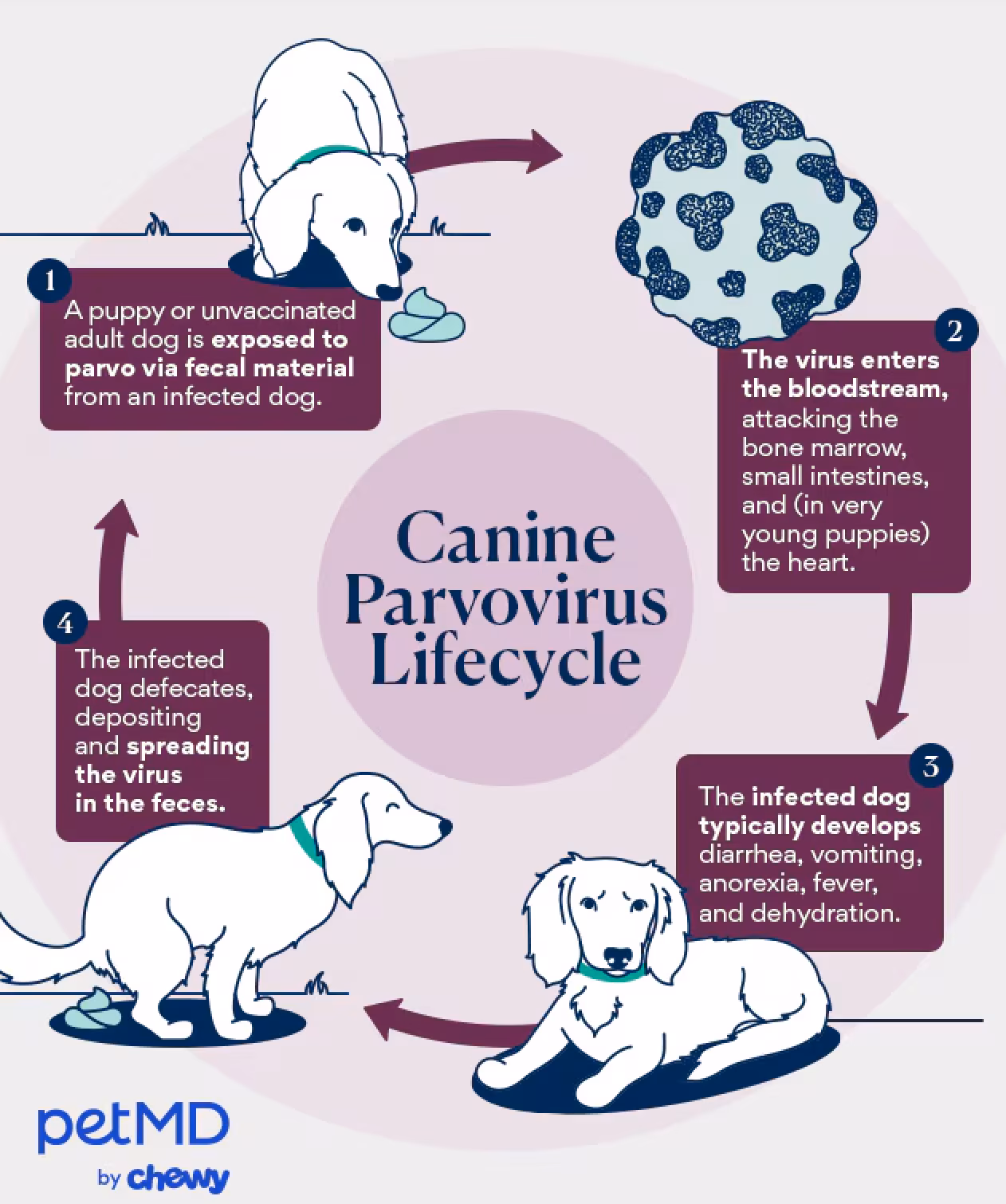 <p>Parvovirus infection</p>