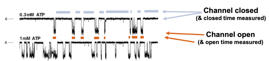 <p>Channel Open Probability (P<sub>o</sub>)</p>