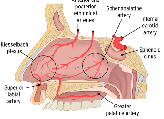 <p>anterior epistaxis description</p>