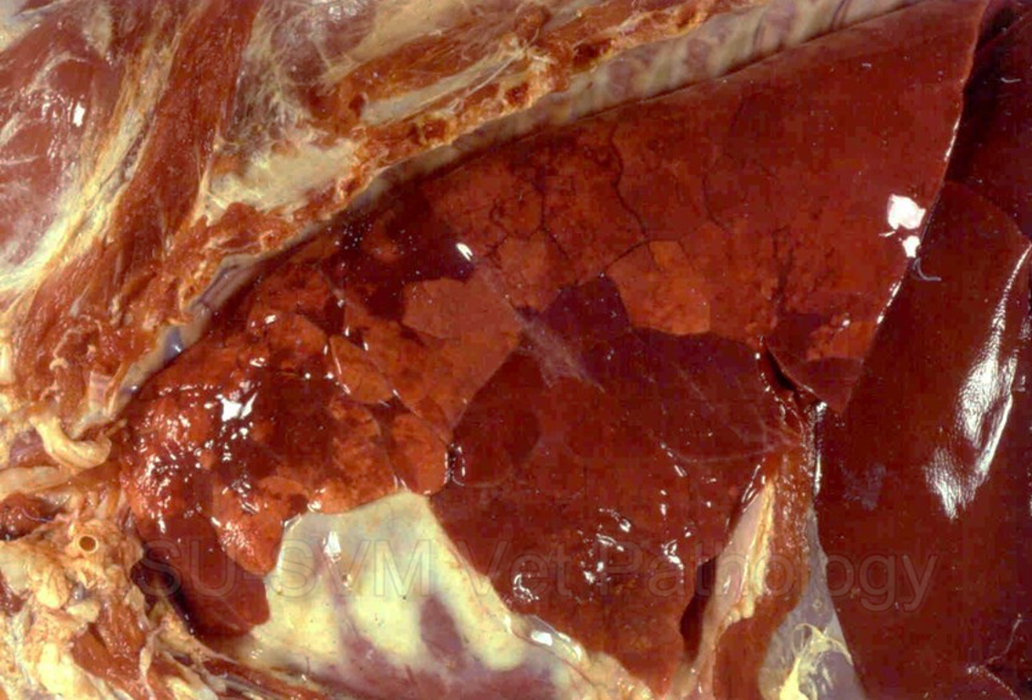 <p>What level of severity is shown?</p>