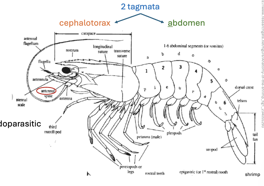 <p><strong><u>TAGMATA (2):</u></strong></p><ol><li><p>Cephalothorax</p></li><li><p>Abdomen</p></li></ol><p></p>