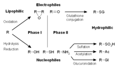 <p>synthetic → conjugation reactions (addition of groups from endogenous cofactors)</p><p>• reactions involve conjugation with any of the following agents: glucuronic acid, sulfuric acid, acetic acid, or an amino acid</p><p>• The most common conjugation occurs with glucuronic acid; this conjugation is termed glucuronidation</p><p>• This mechanism, either alone or in combination with a phase I reaction, allows the body to convert a lipid-soluble drug to a more polar compound → increases water solubility</p><p>• The enzymes that mediate the conjugation are termed transferases</p>