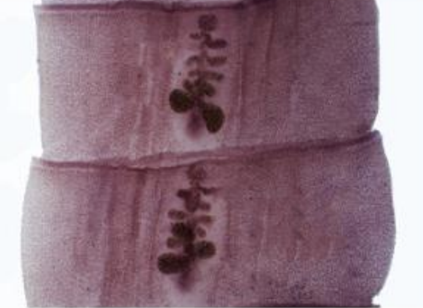 <p>what is the defining characteristic of this species shown in the image?  </p>