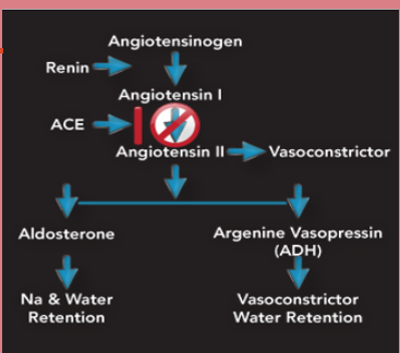 <p><span style="font-family: "Lilita One";">Angiotensin-Converting Enzyme (ACE) Inhibitors</span></p>