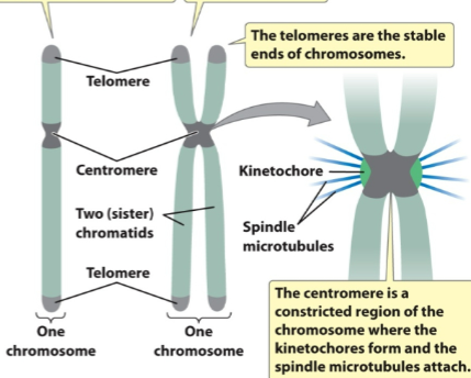 <p>What is the centromere of a chromosome?</p>