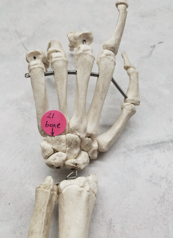 term image