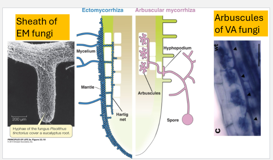 <p>-fungi associated with underground plant parts (roots)</p><ul><li><p>have biochemical enzymes that enable the release of phosphate that is tightly bonded to soil particles, then will bring to roots</p></li></ul><p>- vesicular-arbuscular mycorrhizal fungi- grow into root cells and exchange water and nutrients, invade the root and kill a small …-</p><p>-ectomycorrhizal fungi- have cillia that grow between the cell walls, increasing surface area for water and mineral absorption</p><p></p>