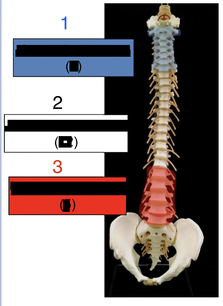 <p>what spine does 3 identify and how many vertebrae does it contain?</p>