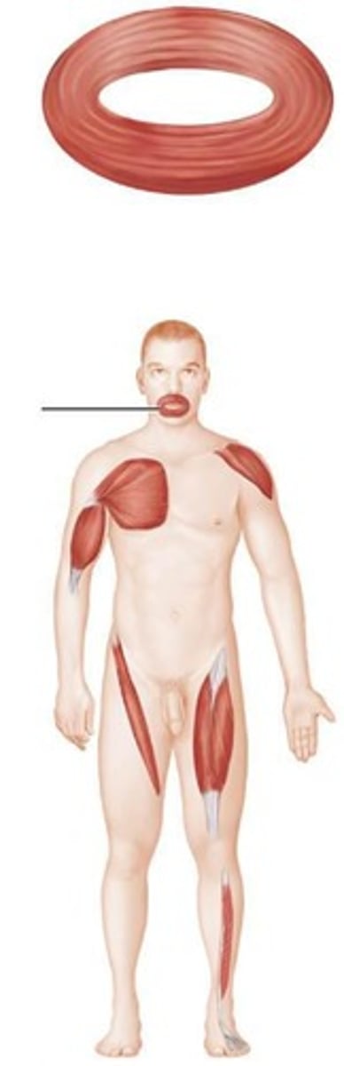 <p>It refers to a triangular shape.</p>