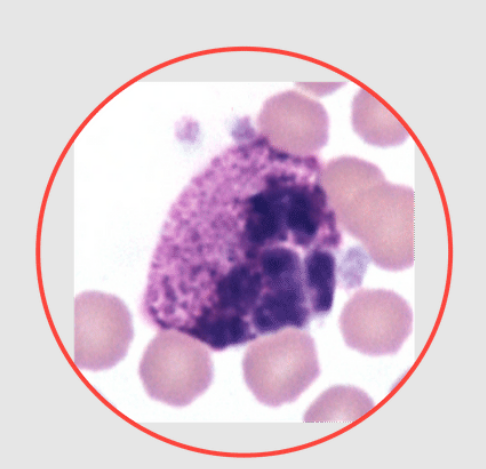 <p>What species does this basophil belong to? dog, equine, feline, or bovine?</p>