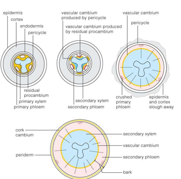 <p>Lateral meristematic tissue that produces the outer covering of stems. (forms from remaining pericycle)</p>