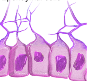 <p></p><p class="MsoNormal">Line the brain ventricles and spinal cord; help produce and circulate cerebrospinal fluid (CSF).</p><p class="MsoNormal">location = Central Nervous System</p><p class="MsoNormal"><strong><mark data-color="#040000" style="background-color: rgb(4, 0, 0); color: inherit;">*Ependymal</mark></strong><mark data-color="#040000" style="background-color: rgb(4, 0, 0); color: inherit;"> → </mark><strong><mark data-color="#040000" style="background-color: rgb(4, 0, 0); color: inherit;">CSF</mark></strong></p>