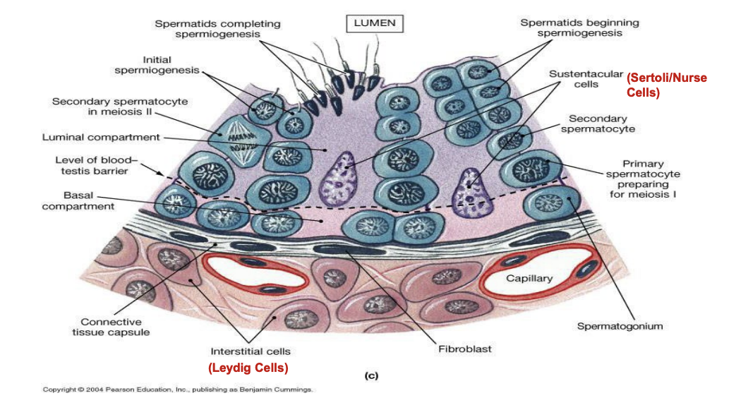 <ul><li><p>sertol/nurse cells are important </p></li><li><p>leydig cells are important aka interstitial cells #</p></li></ul><p></p>