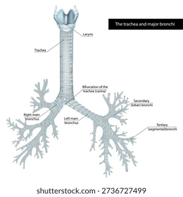 <p><span>Wat is het verschil in morfologie (bouw) tussen de linker en rechter bronchus principalis en waar komt een corpus alienum (een vreemd lichaam) eerder terecht?</span></p>