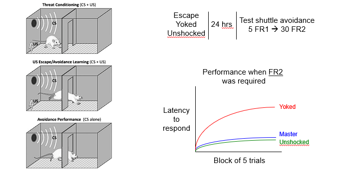<p>3 groups: </p><ol><li><p>Escape → can escape </p></li><li><p>Yoked → cannot escape </p></li><li><p>Unshocked </p></li></ol><p>Findings: </p><ul><li><p>After 24 hrs all groups were allowed to move to the side with no shock </p></li><li><p>Yoke too the longest to learn the second time </p></li></ul><p></p>
