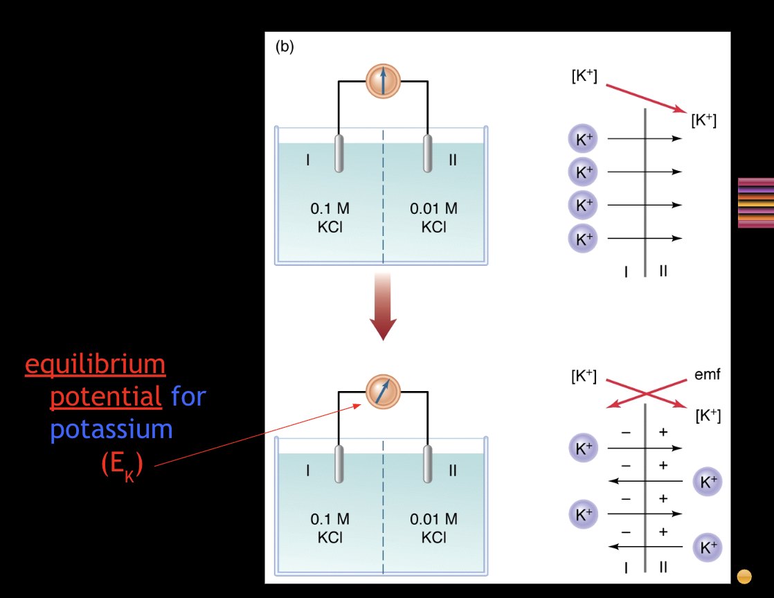 <ul><li><p><span style="background-color: transparent;">potassium (K+)</span></p></li></ul><p></p>