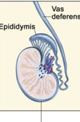 <p>Male reproductive glands located within the scrotum.</p>