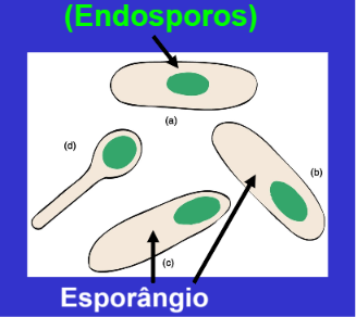 <ul><li><p>esporo a verde na imagem</p><ul><li><p>forma oval ou redondo</p></li><li><p>central, sub-terminal ou terminal</p></li></ul></li></ul><ul><li><p>esporngeo a bege na imagem</p><ul><li><p>aumentado ou não</p></li></ul></li></ul><p></p>