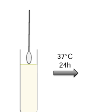 <ul><li><p>strict aerobe will only grow at the top</p></li><li><p>obligate anaerobe will only grow at the bottom</p><ul><li><p>sealed jar and paladium catalyst (2H2 + O2 = 2H2O )</p></li></ul></li><li><p>facultative anaerobe</p><ul><li><p>growing through the entire tube</p></li></ul></li><li><p>microaeorophil</p><ul><li><p>reduced oxygen</p></li><li><p>can have a jar and a candle, the flame will burn off O2 and release CO2</p></li></ul></li></ul><p></p>