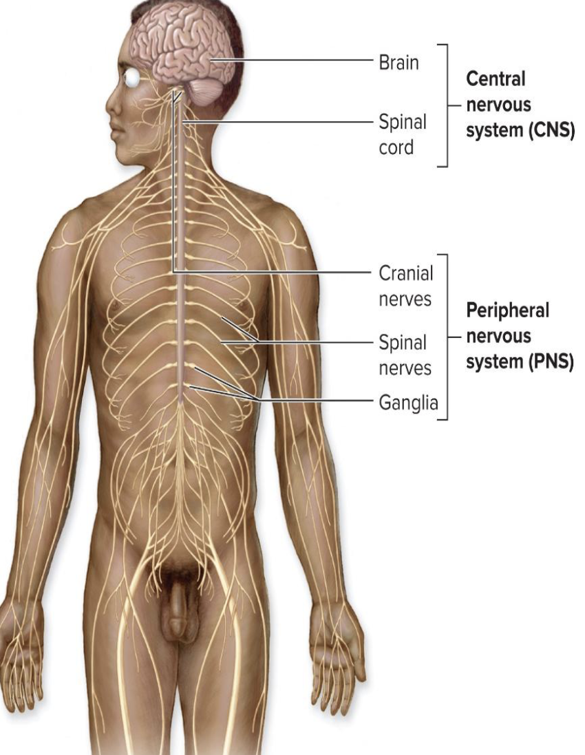 <ul><li><p>How many pairs of <strong>cranial</strong> nerves are there?</p></li><li><p> How many pairs of <strong>spinal</strong> nerves are there?</p></li></ul><p></p>
