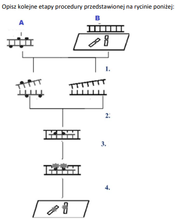 <p>A — przygotowanie sondy molekularne</p><p>B — przygotowanie preparatów</p><ol><li><p>Denaturacja sondy i chromosomów</p></li><li><p>Hybrydyzacja sondy</p></li><li><p>Detekcja sygnału</p></li><li><p>Analiza mikroskopowa</p></li></ol><p></p>