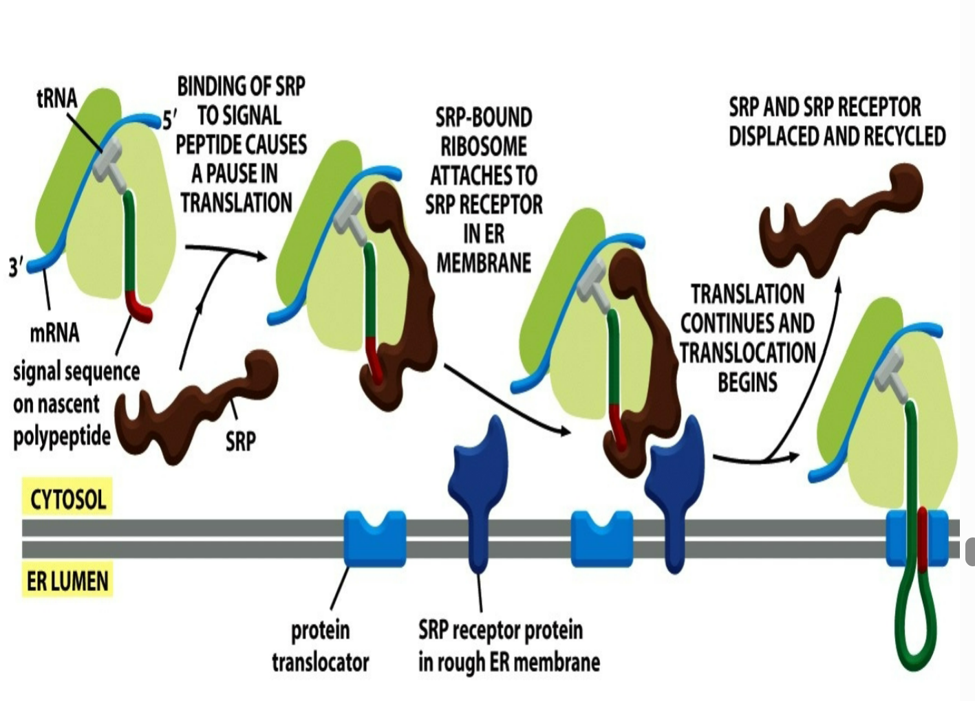<ol><li><p>binding of SRP to signal peptide causes a pause in translation where the ER signal sequence gets recognized and binded to SRP</p></li><li><p>SRP-bound ribosome (signal sequence attached to SRP) ataches to SRP receptor in rough ER membrane (receptor is known to recognize and help form rough ER)</p></li><li><p>once binded to SRP receptor protein in rough ER membrane → translation continues and translocation begins</p></li><li><p>SRP and SRP receptor gets released and displaced and recycled and signal sequence gets entangled with protein translocator</p></li></ol><p></p>