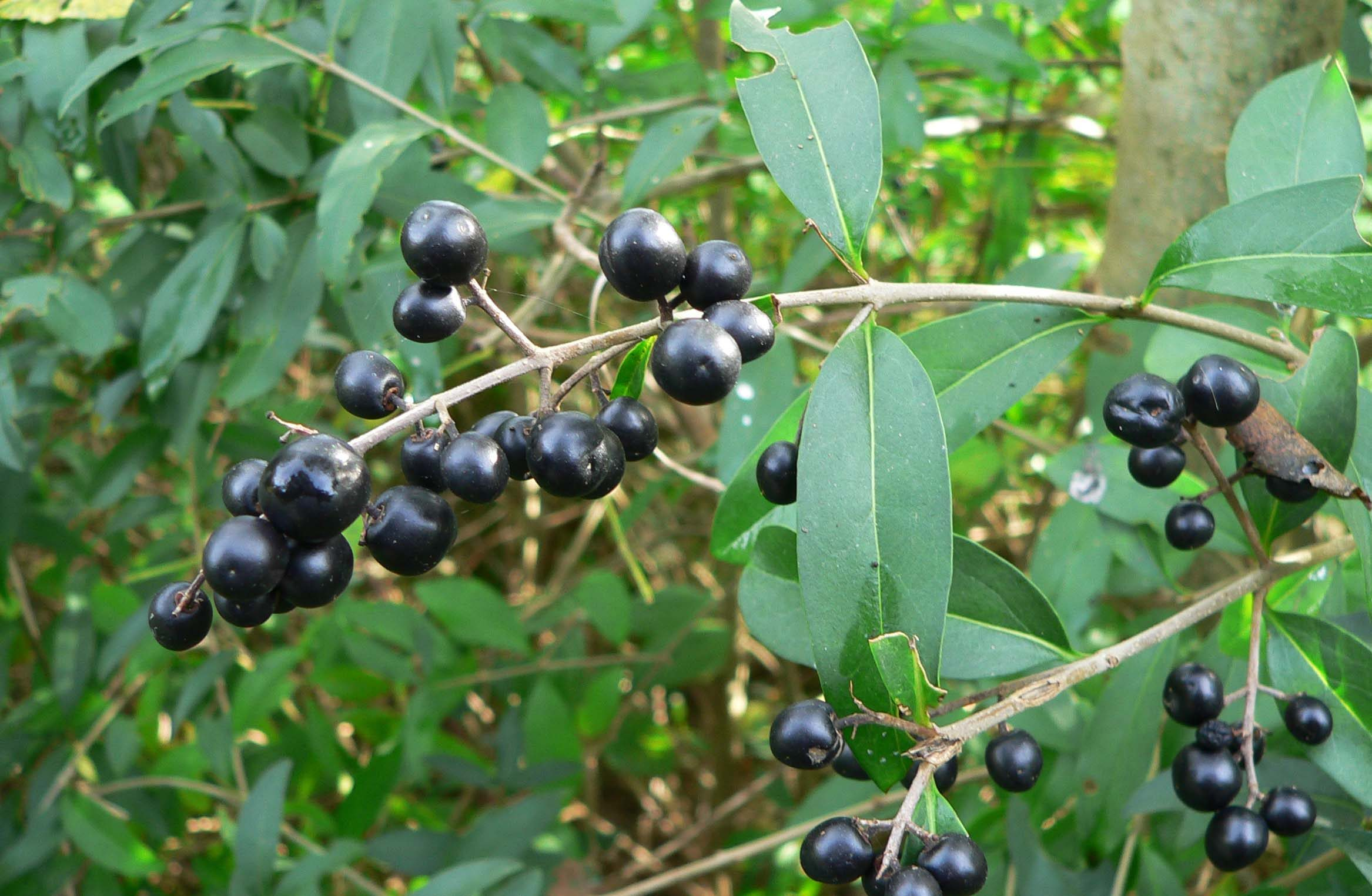 <p>ptačí zob obecný</p>