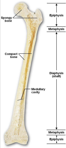 <p>Epiphysis</p>