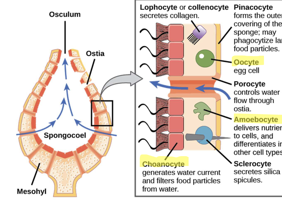 <p>Sexual reproduction: oocytes produce eggs and choanocytes (some) transform into sperm</p><p>choanocytes generate water current and filters food particles from water </p><p>amoebocytes delivers nutrients to cells and differentiates into other cell types</p>
