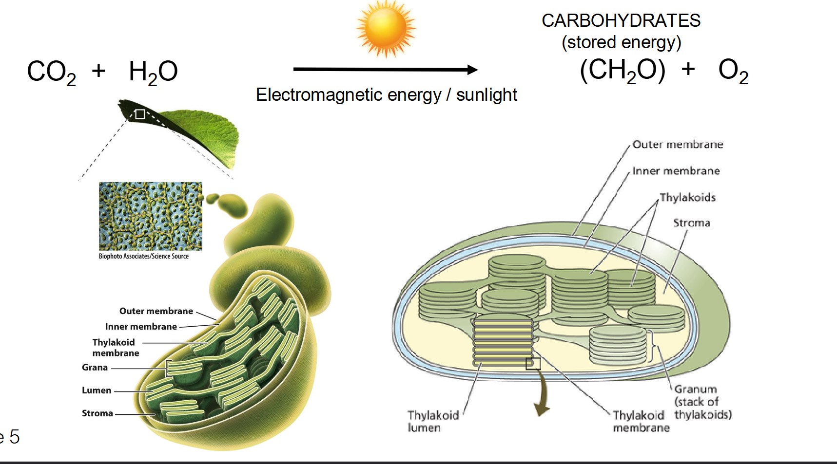 <ul><li><p><span><strong>Photosynthesis:</strong> Building carbohydrates (CH2O) using energy from sunlight and CO2. </span></p></li><li><p><span>CH2O is then used as a starting point for making other molecules or synthesizing ATP through cellular respiration (mitochondria)</span></p></li></ul><p><span><strong>#1 Light Dependent Reactions:&nbsp;</strong></span></p><ul><li><p><span>Directly associated with the absorption of light&nbsp;</span></p></li></ul><p><span><strong>#2 Light Independent Reactions:&nbsp;</strong></span></p><ul><li><p><span>A.K.A Calvin Cycle</span></p></li><li><p><span>DO NOT require light but need products of light dependent reactions&nbsp;</span></p></li></ul><p></p>
