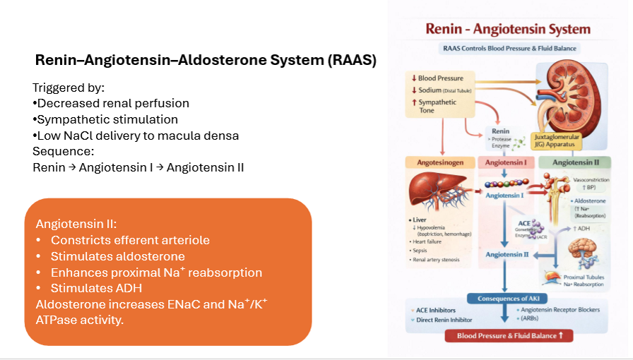 <p>Decreased renal perfusion (drop in BP and Sodium and increase in sympathetic tone) </p>