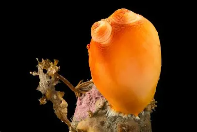 <ul><li><p><span><strong>Habitat</strong>: Sea peaches are found in the <strong>northern Pacific Ocean</strong>, ranging from the Arctic Sea to Puget Sound, and are most common in the <strong>Bering Sea</strong> at depths of <strong>40 to 100 meters</strong>.</span></p><p><strong>2</strong></p></li><li><p><span><strong>Feeding Habits</strong>: They are <strong>filter feeders</strong>, drawing water in through their incurrent siphon and filtering out food particles, then releasing the water through their excurrent siphon.</span></p><p><strong>2</strong></p></li><li><p><span><strong>Predators</strong>: Sea peaches are preyed upon by various predators, including <strong>crabs, sea stars, and bottom-dwelling fish</strong>.</span></p><p><strong>2</strong></p></li></ul><p></p>