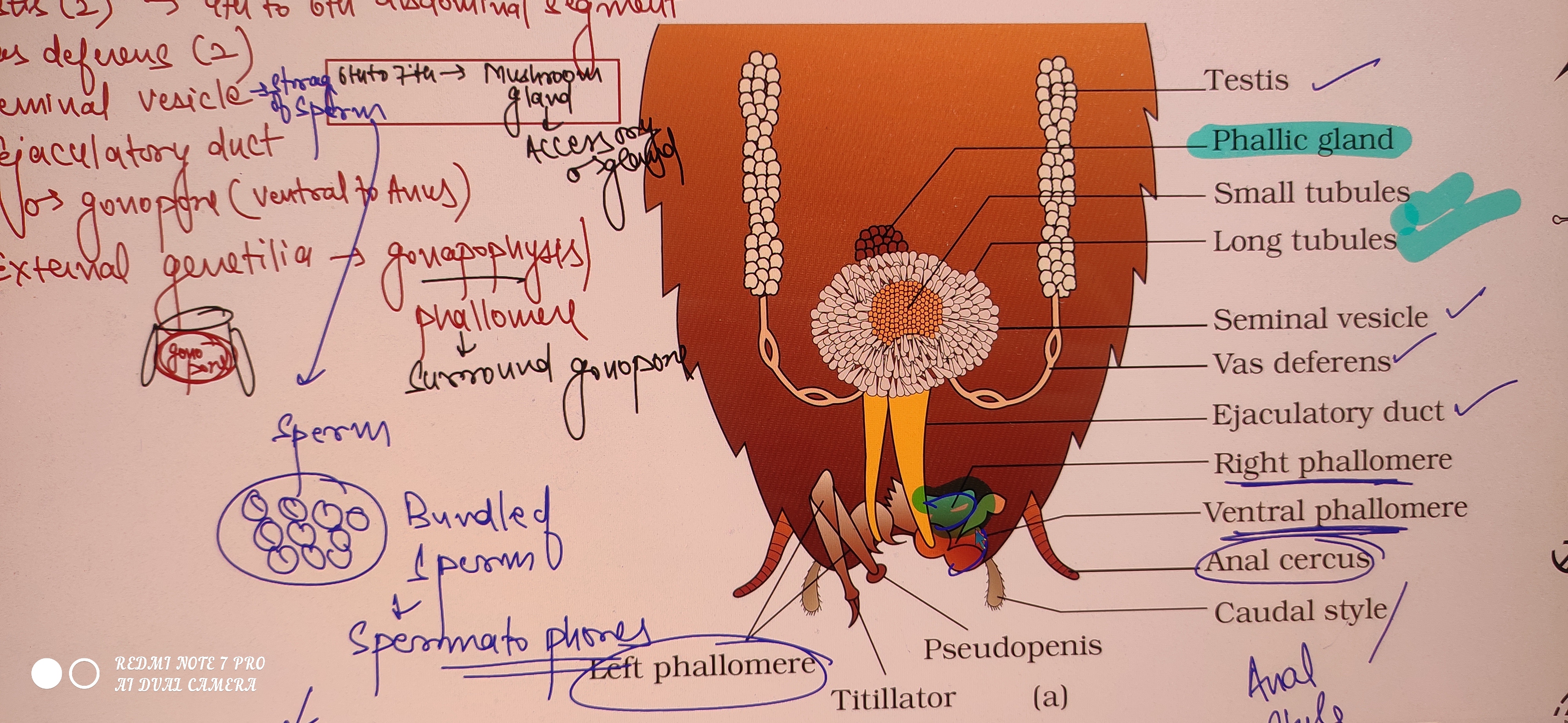 <p>Male reproductive system </p>