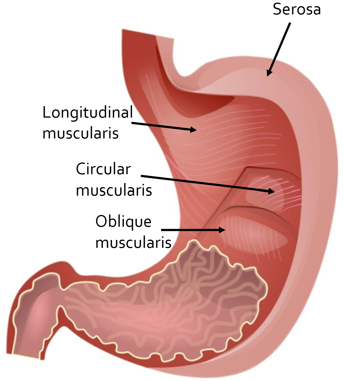 <ul><li><p>serosa</p></li><li><p>.</p></li><li><p>Longitudinal muscularis</p></li><li><p>Circular muscularis</p></li><li><p>Oblique muscularis</p></li><li><p>.</p></li><li><p>muscles churn food (<u>maceration)</u> and propel towards small intestine</p></li><li><p>rugae - folds of the mucosa that stretch when the stomach is full <sub><sup>(in pic, bottom of stomach)</sup></sub></p></li></ul><p></p>