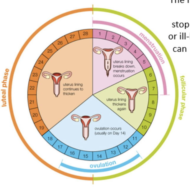 <p>follicular phase and luteal phase</p>