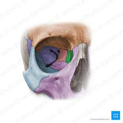 <p>lacrimal bones</p>